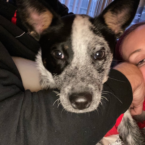 Meet your Posher, Victoria - Picture 8 of 9